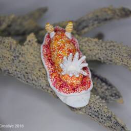 Cula The Nudibranch - Goniobranchus Reticulatus - thumbnail 3