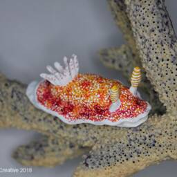 Cula The Nudibranch - Goniobranchus Reticulatus - thumbnail 4