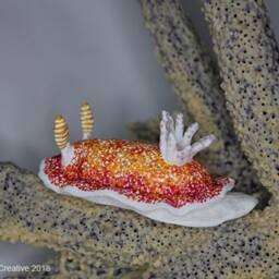 Cula The Nudibranch - Goniobranchus Reticulatus - thumbnail 2