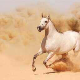White Horse 3D Window View Wall Decal Running in Sand - thumbnail 3