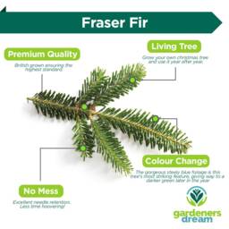 Pre-Order Fraser Fir Fresh Cut Christmas Tree - Real Live Seasonal Xmas - thumbnail 3
