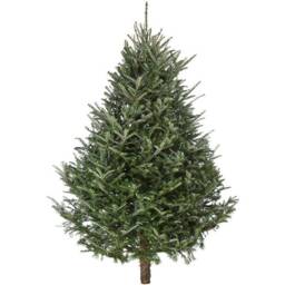 Pre-Order Fraser Fir Fresh Cut Christmas Tree - Real Live Seasonal Xmas