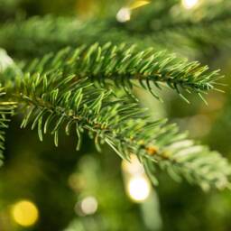 Pre-Order Fraser Fir Fresh Cut Christmas Tree - Real Live Seasonal Xmas - thumbnail 2
