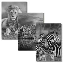 Canvas Art Set Of 3 - Wild Animals The Savannah Lion, Jaguar, & Zebra, Black White Wall Art, Hanging Piece - thumbnail 2