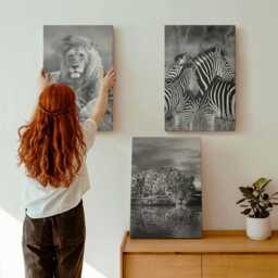 Canvas Art Set Of 3 - Wild Animals The Savannah Lion, Jaguar, & Zebra, Black White Wall Art, Hanging Piece