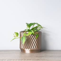 "Penelope Planter With Drainage & Saucer in Champagne Bronze, Unique 3D-Printed Plant Pot, Small To Large Sizes 4"" 5"" 6"" 7"" 8" - thumbnail 3