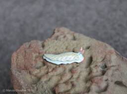 Nicu The Nudibranch - Dermatobranchus Funiculus