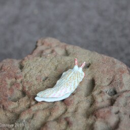 Nicu The Nudibranch - Dermatobranchus Funiculus - thumbnail 4