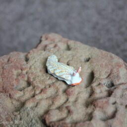 Nicu The Nudibranch - Dermatobranchus Funiculus - thumbnail 2