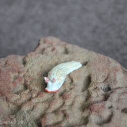 Nicu The Nudibranch - Dermatobranchus Funiculus - thumbnail 3
