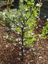 Solar Blossom Tree Light Garden Decoration Decor Eco Lights Outdoor Flashing - thumbnail 1