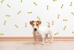 Dog Bone Decals, Nursery Wall Decal, Dogs Dog Baby Room Window Decal - thumbnail 1