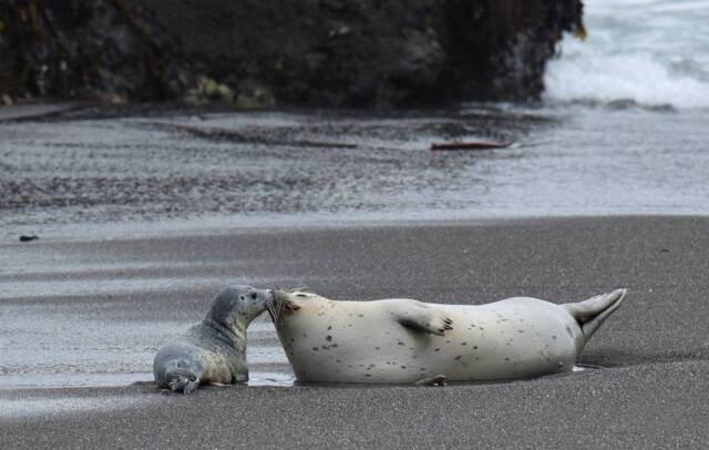 Baby Animal Prints, Seal Photo, Family Wall Art, Nursery Playroom Decor, Animal Art - image 1