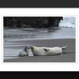 Baby Animal Prints, Seal Photo, Family Wall Art, Nursery Playroom Decor, Animal Art - thumbnail 2