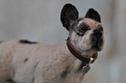 Needle Felted Dog Sculpture Custom Pet Memorial, Home Decor
