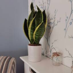 Art Deco Vintage Sunrise Ceramic Planter/Plant Pot - thumbnail 3