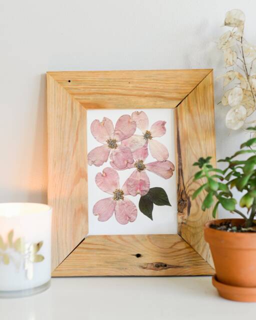 Pink Flowering Dogwood, Va , Nc State Flower - Print Reproduction Artwork Of Pressed Flowers 100% Cotton Rag Paper Botanical - image 1