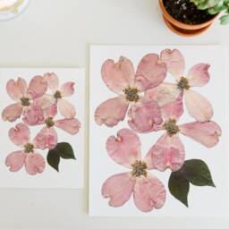 Pink Flowering Dogwood, Va , Nc State Flower - Print Reproduction Artwork Of Pressed Flowers 100% Cotton Rag Paper Botanical - thumbnail 3