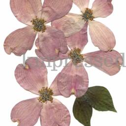Pink Flowering Dogwood, Va , Nc State Flower - Print Reproduction Artwork Of Pressed Flowers 100% Cotton Rag Paper Botanical - thumbnail 2