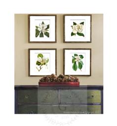 Magnolia Art Decor Botanical Print Set Of 4 White Flower Prints Home Decor By Gnosis Picture Archive