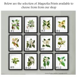 Magnolia Art Decor Botanical Print Set Of 4 White Flower Prints Home Decor By Gnosis Picture Archive - thumbnail 2