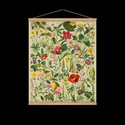 Pull Down Educational Chart, Wall Hanging, Botanical, Spain, 1890S, Natural History, Floral, Passion Flower, Lemon, Poppy, Antique Image - thumbnail 3