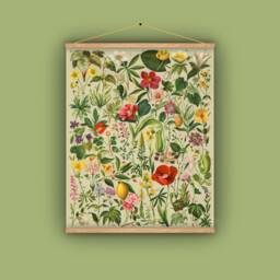 Pull Down Educational Chart, Wall Hanging, Botanical, Spain, 1890S, Natural History, Floral, Passion Flower, Lemon, Poppy, Antique Image - thumbnail 1
