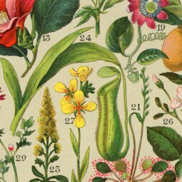 Pull Down Educational Chart, Wall Hanging, Botanical, Spain, 1890S, Natural History, Floral, Passion Flower, Lemon, Poppy, Antique Image - thumbnail 2