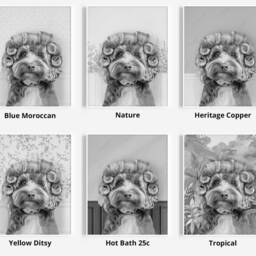 Black & White Cockapoo Dog in Hair Curlers Rollers Print, Dog Bathing, Funny Bathroom Rollers, Bath, Whimsy Animal - thumbnail 3