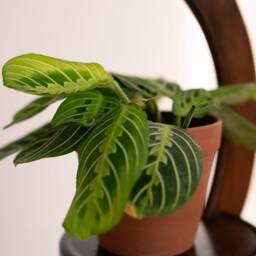 Crescent Moon Shaped Plant Hanger, Handmade, Wooden Hanging Shelf - thumbnail 4