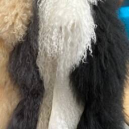 Ivory Luxury Tibetan Sheepskin Throw - thumbnail 2