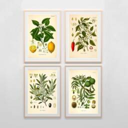 Set Of 4 Vintage Botanical Prints Plants - Lemon, Chili, Walnut, Olive Kitchen K??hler's Medicinal Wall Decoration Art - thumbnail 3