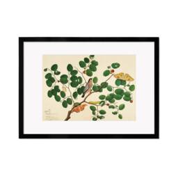 Framed Mounted Indian Jujube Tree Art Vintage Print Poster Antique Sheikh Zain Al-Din Painting Nature Birds Butterflies Georgian Victorian - thumbnail 3