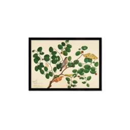 Framed Mounted Indian Jujube Tree Art Vintage Print Poster Antique Sheikh Zain Al-Din Painting Nature Birds Butterflies Georgian Victorian - thumbnail 2