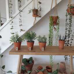 Set Of 3 Faux Green Plants in Hand Thrown Vintage Terracotta Pots Artificial Sage, Grey Indoor Plant Trio - thumbnail 3