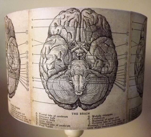 Brain Lampshade, Light Shade, Vintage, Gothic, Steampunk, Free Gift - image 1