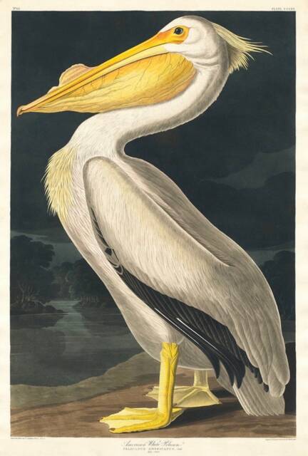 Vintage American White Pelican Print, Nature Bird Print