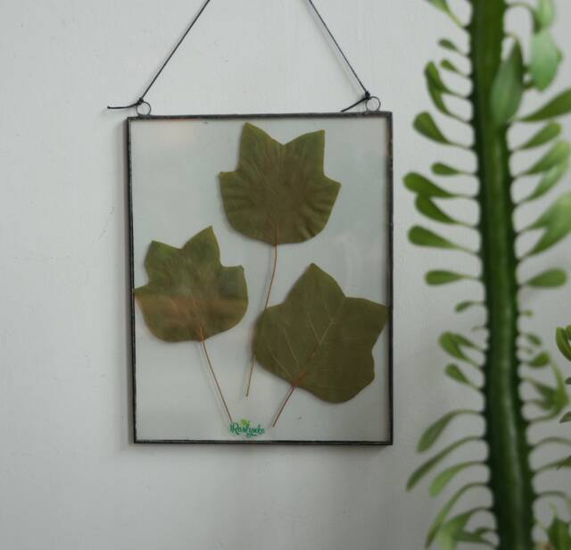 Framed Dried Liriodendron Leaves in Stained Glass Floating Frame, Pressed Leaf Herbarium, Dried Botanicals Wall Hanging Art - image 1
