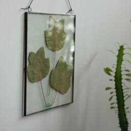 Framed Dried Liriodendron Leaves in Stained Glass Floating Frame, Pressed Leaf Herbarium, Dried Botanicals Wall Hanging Art - thumbnail 2