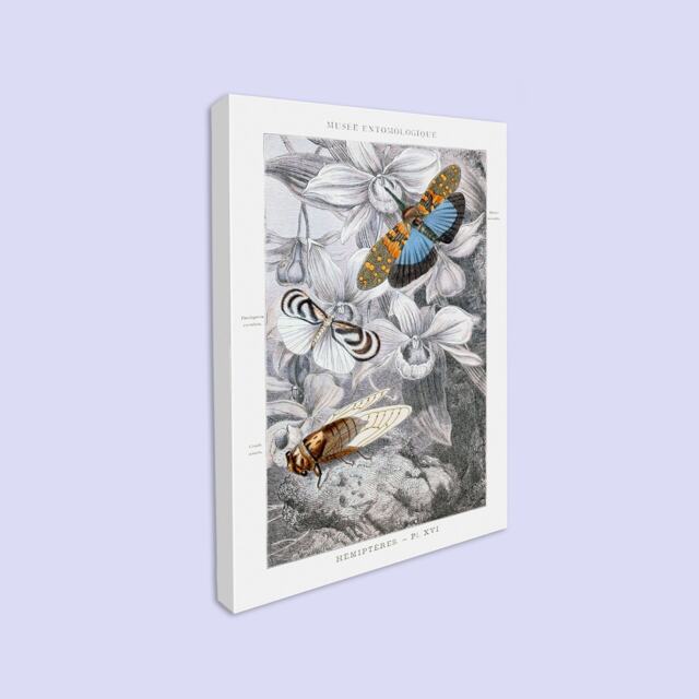 Antique Insect Canvas Print, Bugs, Bees, Butterflies, Kids Room - Rolled - image 1