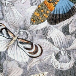 Antique Insect Canvas Print, Bugs, Bees, Butterflies, Kids Room - Rolled - thumbnail 2