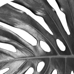 Botanical Monstera Leaves Home Wall Art Decor Prints Poster Printing Framing A5 A4 8x10 A3 A2 - thumbnail 3