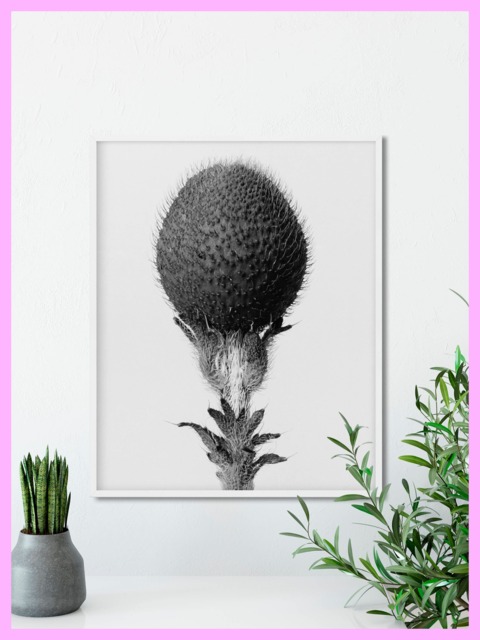 Plant Study #11 - Karl Blossfeldt Botanical Nature 1928 Vintage Printable Decor Wall Art Digital Download - image 1