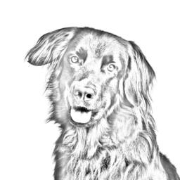 Hovawart - Wooden Stand For Candles/Pens With The Image Of A Dog New Collection - thumbnail 2