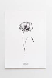 Botanical Line Drawing, Poppy Floral Illustration, Black & White Print, Wall Hanging - thumbnail 1