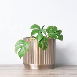 "Jetsetter Planter With Drainage & Saucer in Champagne Bronze, Unique 3D-Printed Plant Pot, Small To Large Sizes 4"" 5"" 6"" 7"" 8" - thumbnail 2