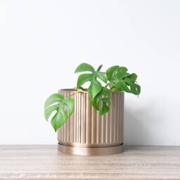 "Jetsetter Planter With Drainage & Saucer in Champagne Bronze, Unique 3D-Printed Plant Pot, Small To Large Sizes 4"" 5"" 6"" 7"" 8" - thumbnail 3