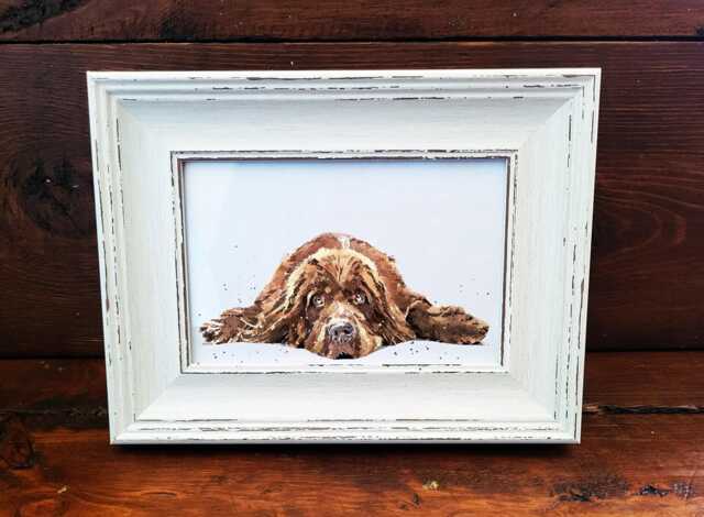 Newfoundland Print 17x12cm - White Rustic Frame - Giant Breed Wall Art, Gift For Newfie Owners - image 1