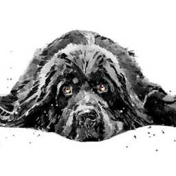 Newfoundland Print 17x12cm - White Rustic Frame - Giant Breed Wall Art, Gift For Newfie Owners - thumbnail 4
