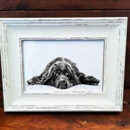 Newfoundland Print 17x12cm - White Rustic Frame - Giant Breed Wall Art, Gift For Newfie Owners - thumbnail 3